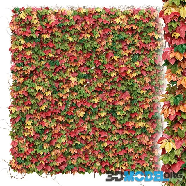 Decorative wall of autumn leaves of grapes