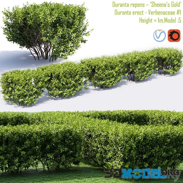 Duranta repens - Sheena's Gold- Duranta erect 1