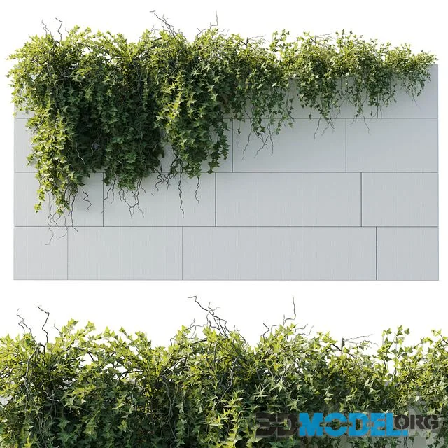 ivy hanging from the wall - outdoor plants set 173