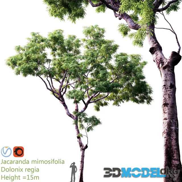 Jacaranda mimosifolia Dolonix regia Height