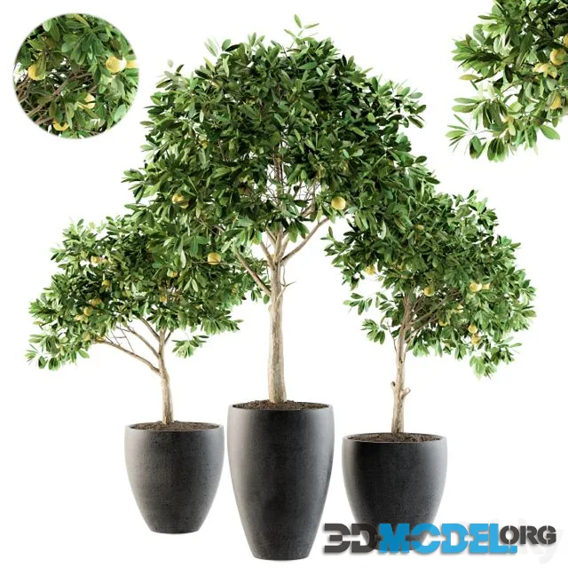 Outdoor Plants lemon tree - Set 97