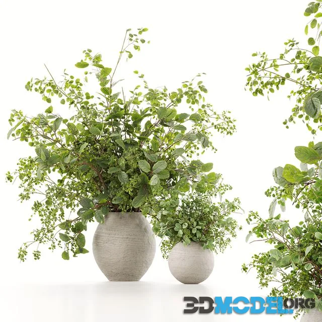 Plants Bouquets 07