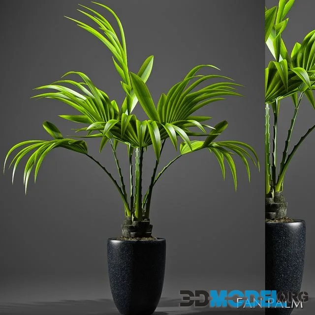 FAN PALM 52