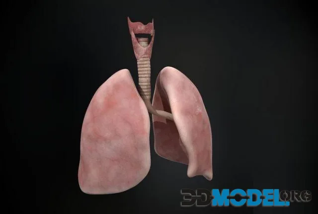 Human lungs and trachea (PBR)