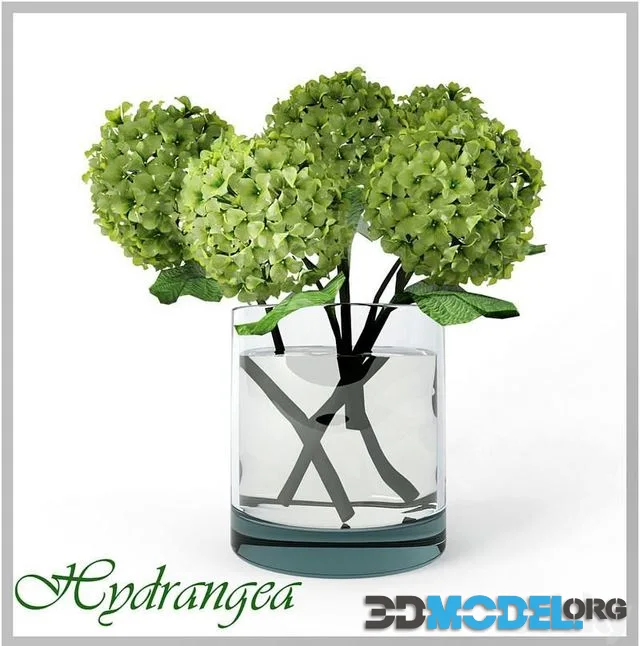Hydrangea