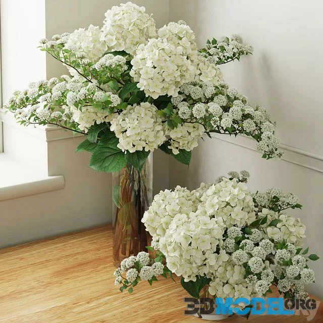 Hydrangea 002