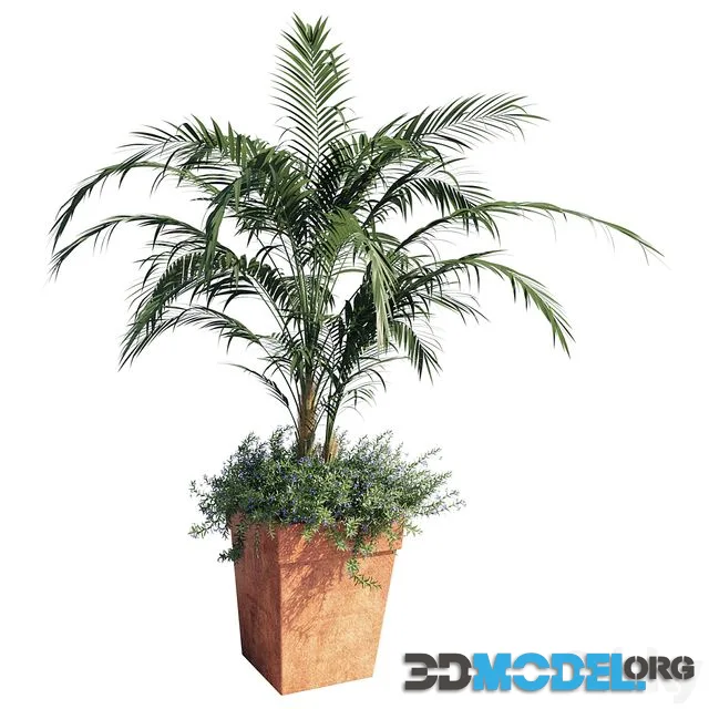 Kentia palm