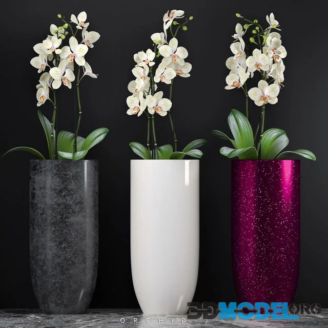 ORCHID 7