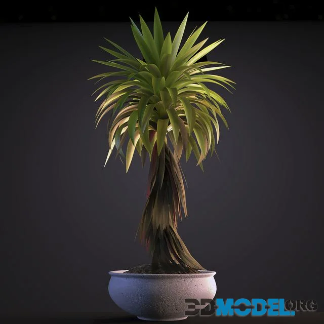 PLANT 5