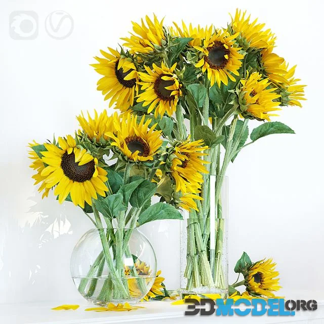 Sunflower1