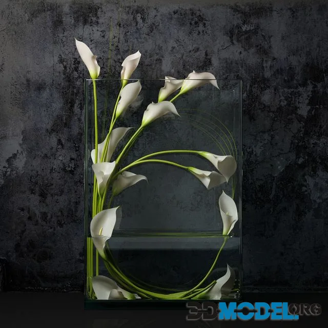 White calla
