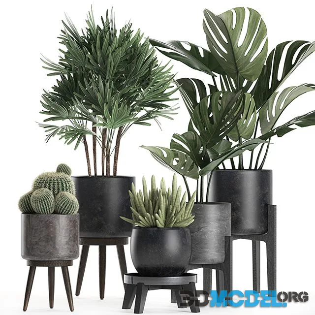 A collection of small beautiful plants in black pots on legs with Monstera, Rapeseed, palm, cactus. Set 662