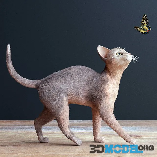 Abyssinian cat
