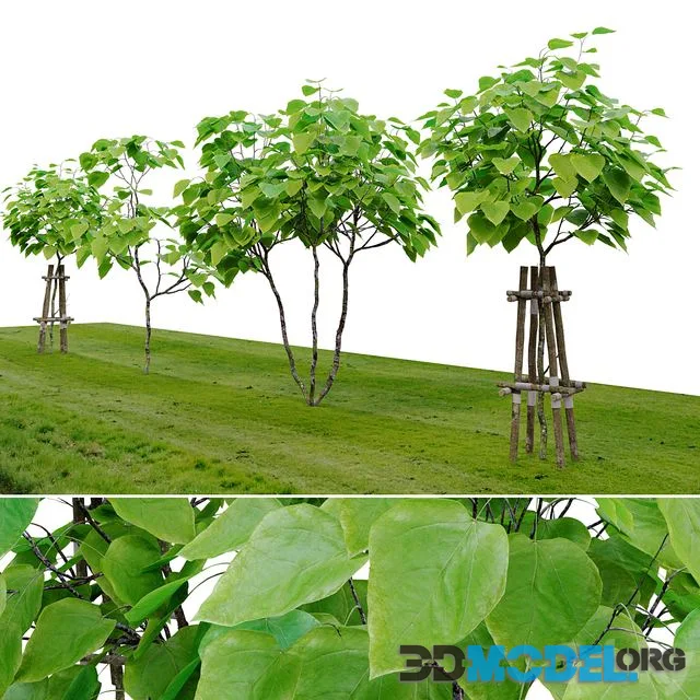 Catalpa tree