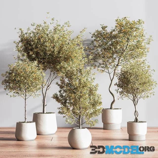 IndoorSetPlant054