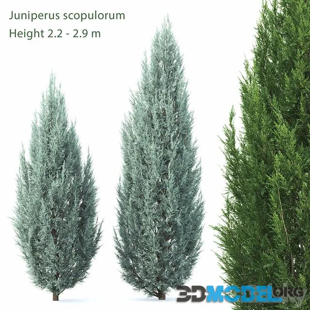 Juniperus