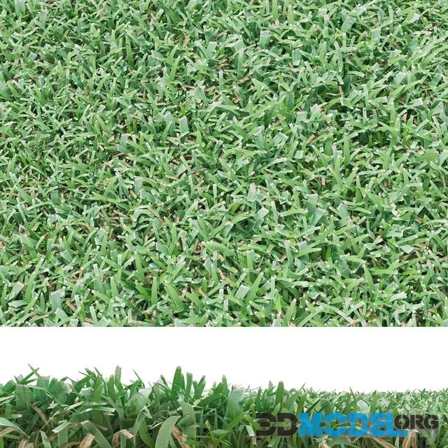 lawn