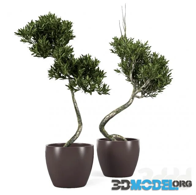 Olive Tree 2