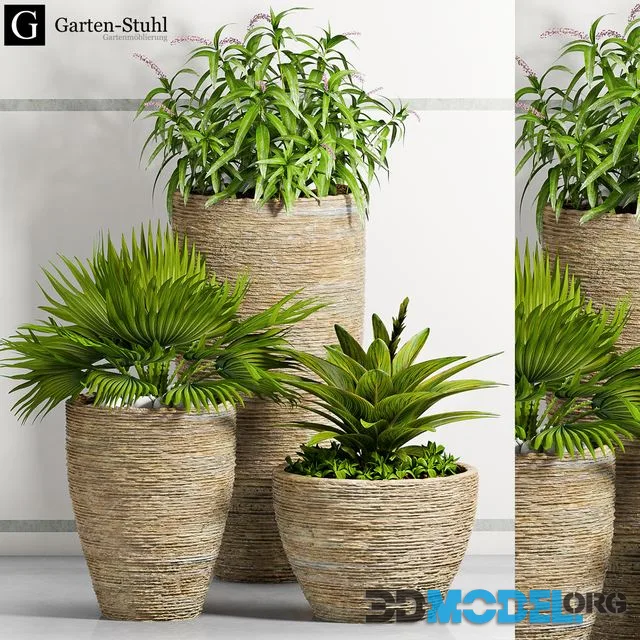 PLANT-37