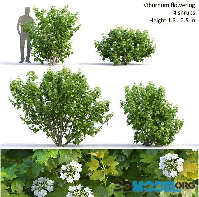 Viburnum