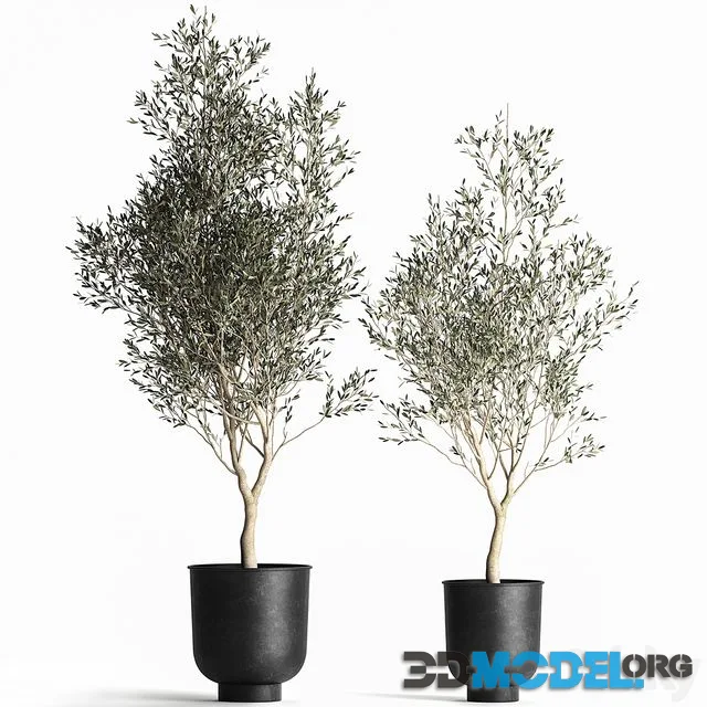A collection of small Olive trees in a black metal pot and flowerpot. Set 967