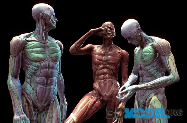 Anatomy Pose Study