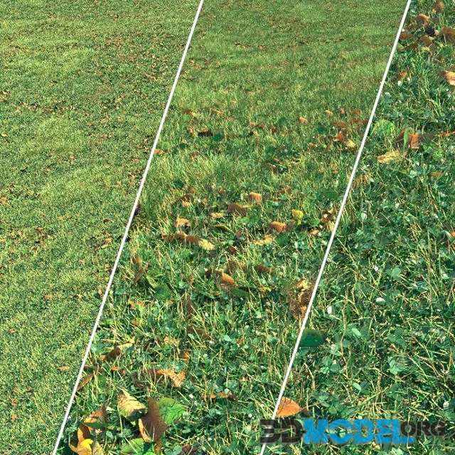 Autumn grass