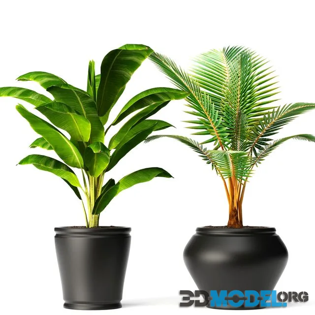 Banana and coconut palm, small coconut tree, banana, bush, flower, pot, flowerpot