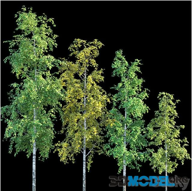 Birches