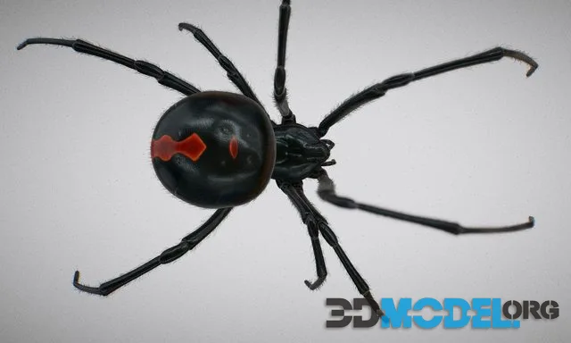 Black widow spider