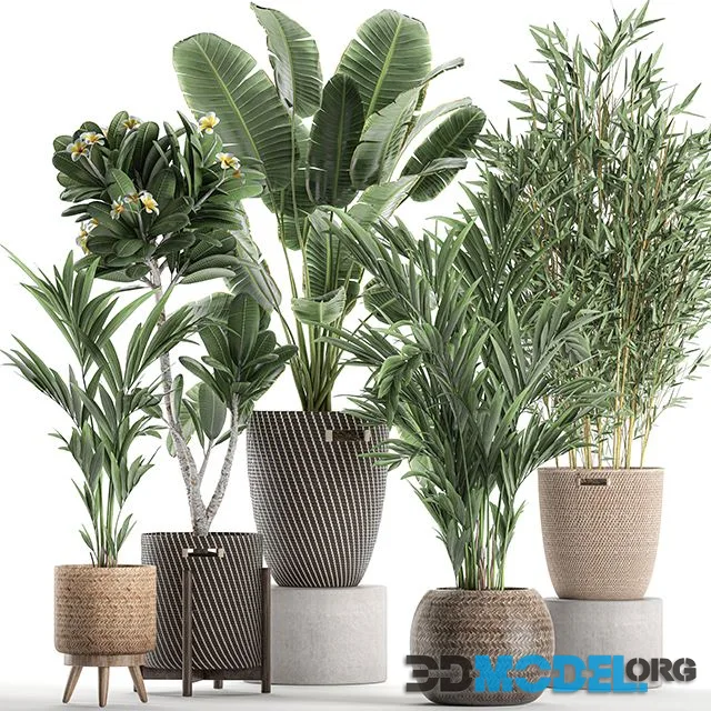 Collection of plants in flower wicker baskets Set 631