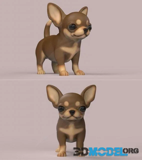 Cute Puppy Chihuahua dog