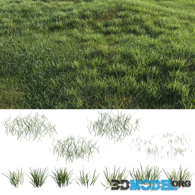 Grass-plot