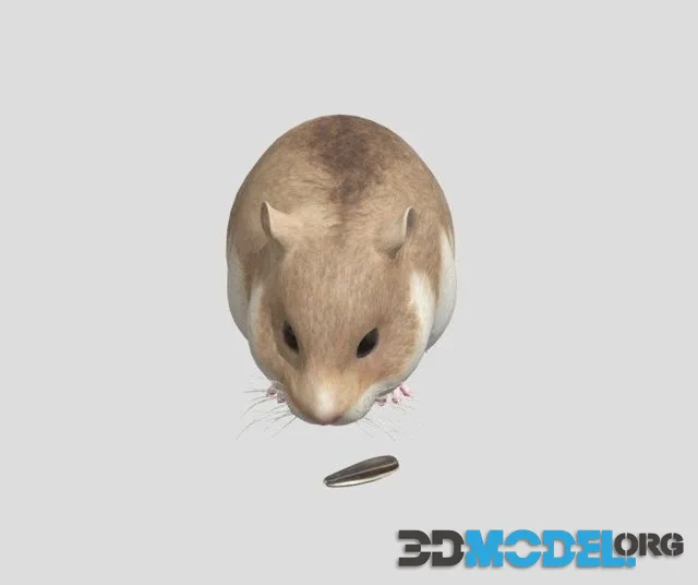 Hamster