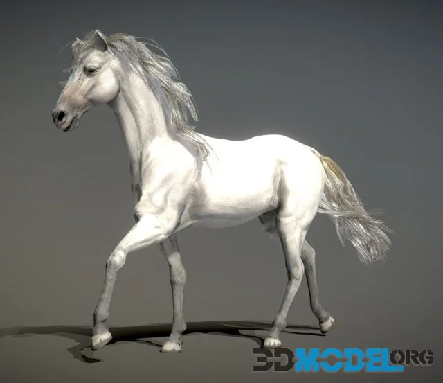 Horse Spanish Mustang White