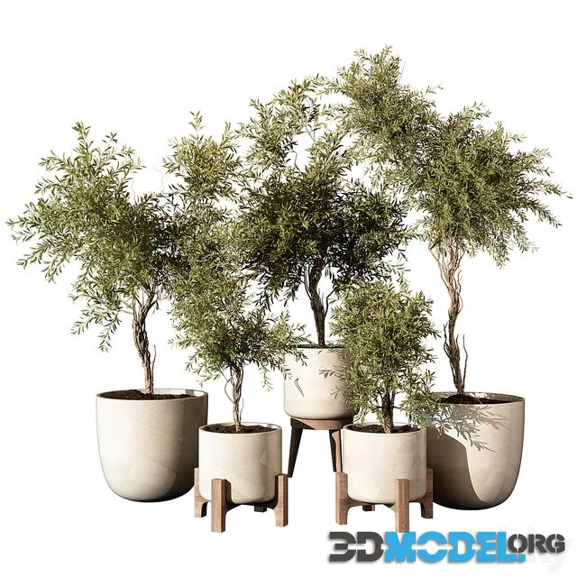 Indoor Plant 520