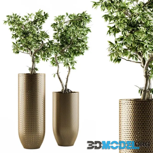 indoor Plant Set 91 - bonsai ficus benjamina