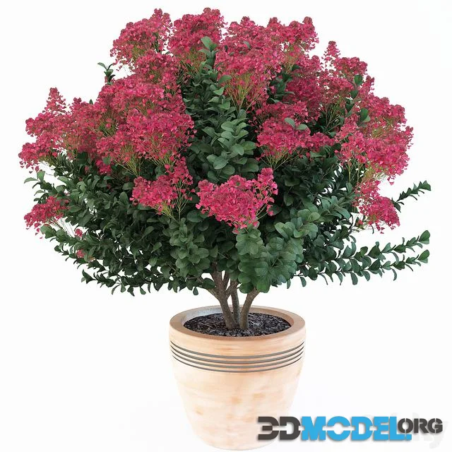 Lagerstroemia indica