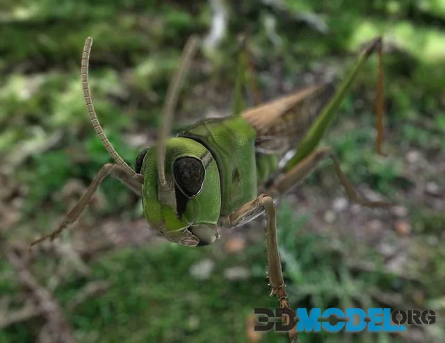 Locusta migratoria