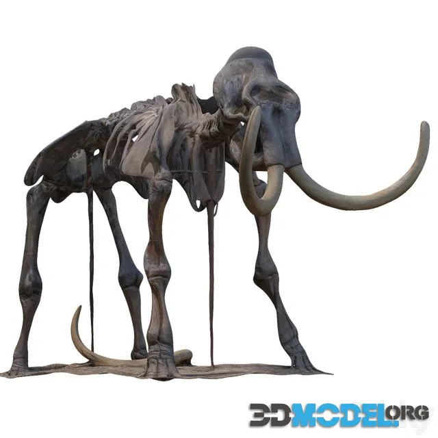 Mammoth skeleton