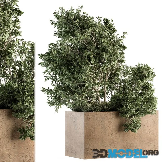 Outdoor Plants Olive – Set 82