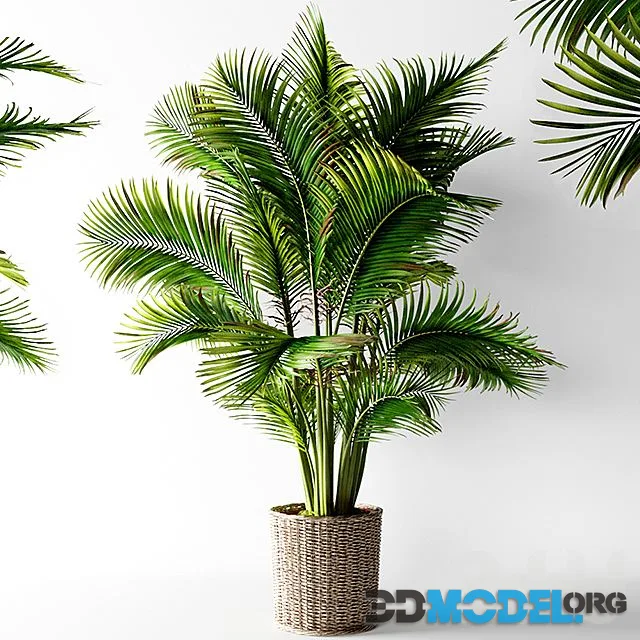 Palm areca