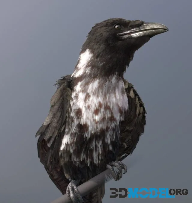Pied Crow