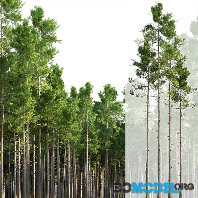 Pine trees