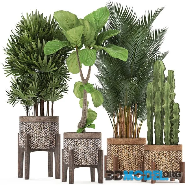Plant collection 337