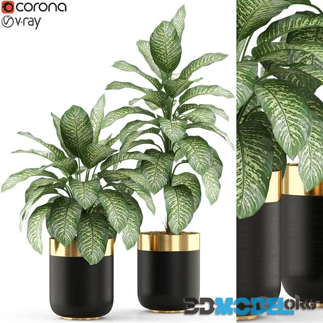 Plants collection 491