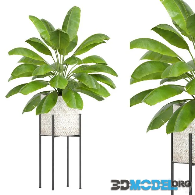 Plants collection 56