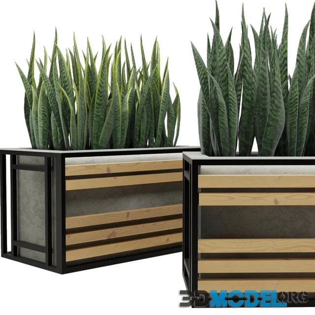 Sansevieria