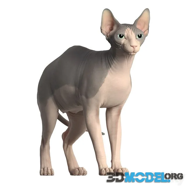 Sphynx cat