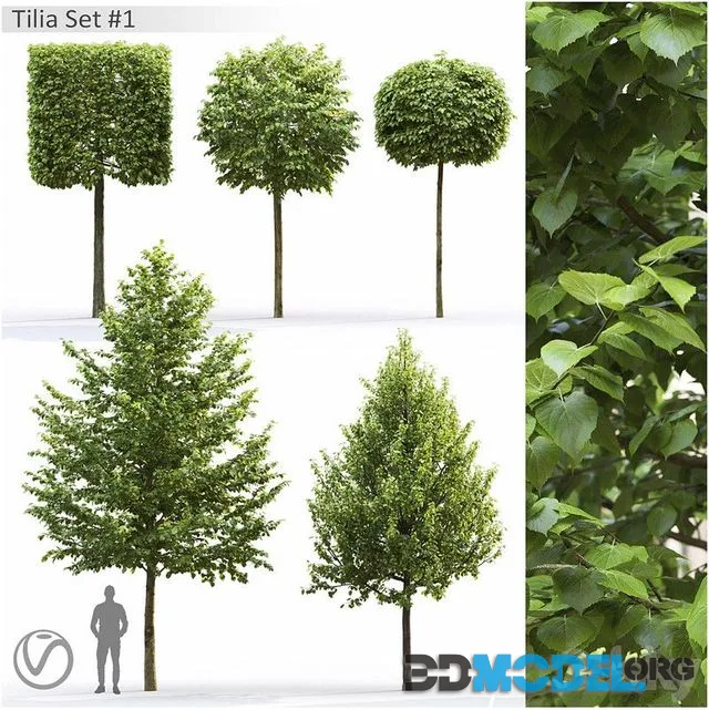 Tilia